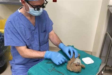 Post Goes Viral Showing Surgeon Sewing Up Patients Teddy Bear Rare