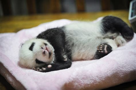 Cute Baby Pandas Born In China 5 Pics Amazing Creatures