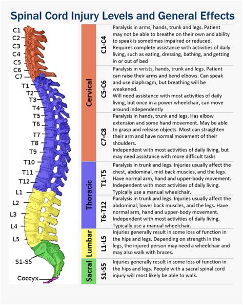 Sci Levels And Effects Narrow Spinal Cord Injury Levels Hd Png