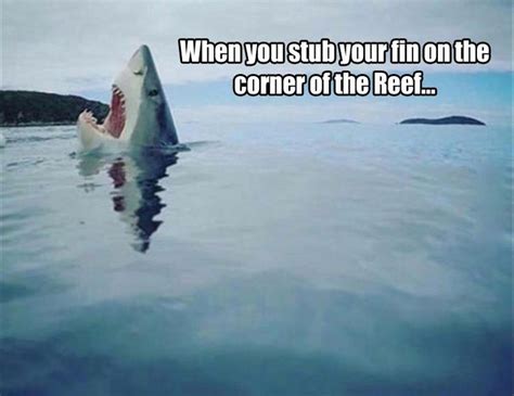 51 best shark jokes images on pinterest ha ha funny stuff and sharks