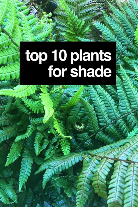 Top 10 Shade Loving Plants for difficult borders | Plants, Shade loving plants, Shade plants