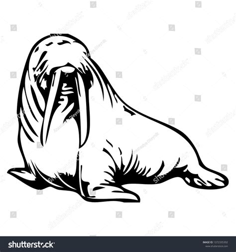 Walrus Vector Hand Drawn Illustration Isolated Stock Vector Royalty