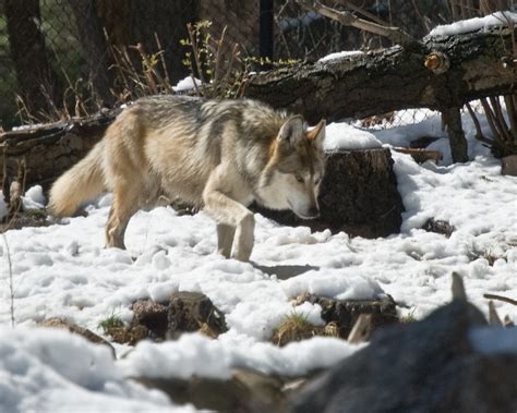 Mexican Gray Wolf One Of The Mexican Gray Wolves In Its En Flickr