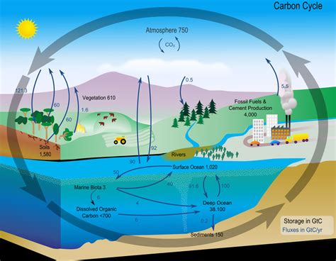 Carbon Cycle Diagram From Nasa Center For Science Education
