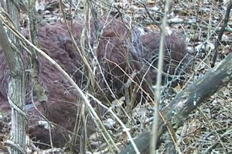 Bigfoot Does Exist And Is Walking Among Us Say Experts On The