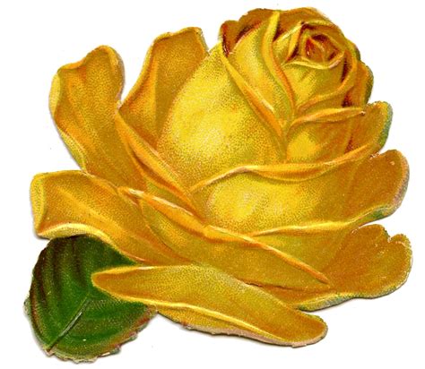 15 Yellow Rose Clipart The Graphics Fairy