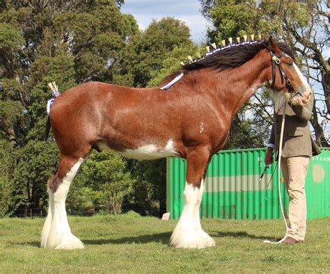 Darkmoor Shire Horse Stud Mcmurchie Northumberland Trotting Standing