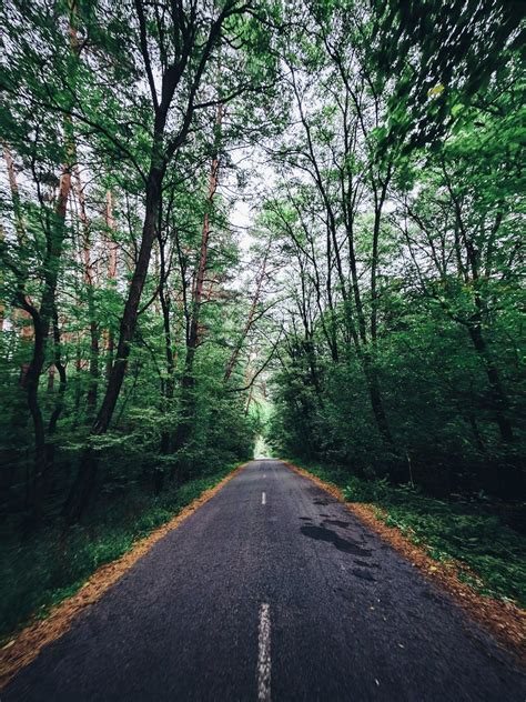 Road Forest Avenue And Treetop Hd Photo By Vladislav Babienko Garri