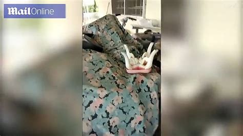لقطات مرعبة ثعبان كوبرا عملاق يقتحم منزلاً سكنياً فيديو dailymotion