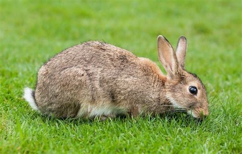 Rabbits In Australia A Massive Pest Problem With No Real Solution