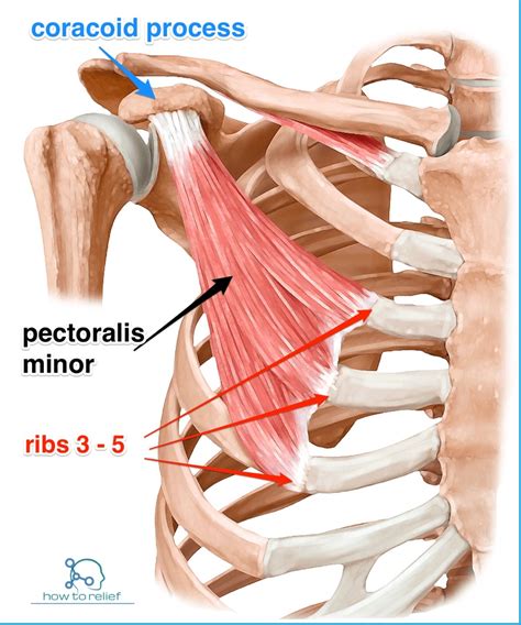 Pectoralis Minor Origin Insertion Nerve Supply And Action How To Relief