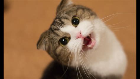 Apalagi kalau suara yang kita miliki. Kucing Lucu Dan Anak Kucing Mengeong. Kompilasi Hd - YouTube