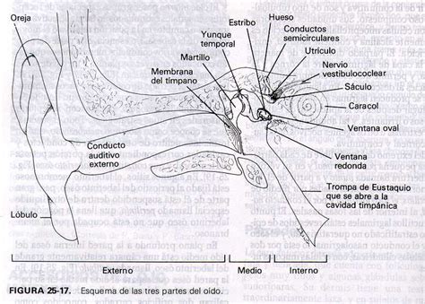 El oido y sus partes. Dibujo del oido y sus partes para colorear - Imagui