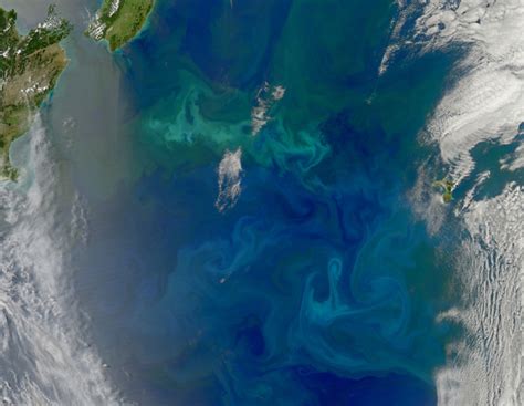 Magnificent Marine Algae Blooms Seen From Space Wired