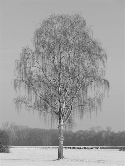 Free Images Tree Nature Branch Cold Winter Black And White Fog
