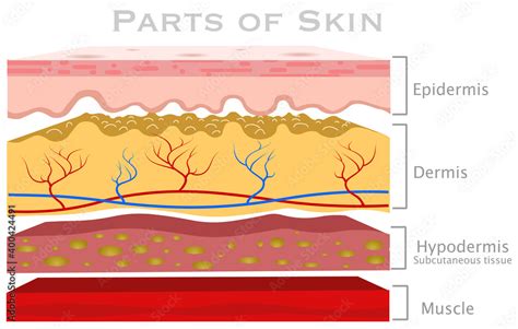 Skin Parts Diagram Glabrous Human Skin Layers Anatomy Parts Dermis Epidermis Hypodermis
