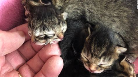 2つの顔を持って生まれた子猫、3日後に死ぬ 米オレゴン州 Jp