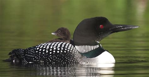 Number 16: Should the Loon Be Canada's National Bird?