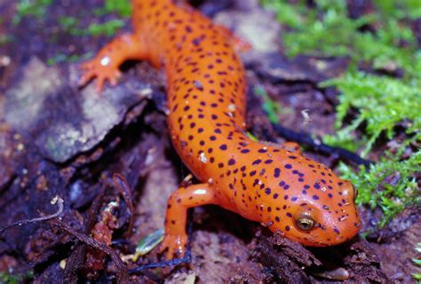 Red Salamander Pseudotriton Ruber Phenology Project