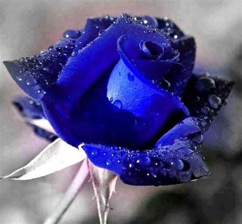 Blue Rose Beautiful Rose Flowers Exotic Flowers Beautiful Flowers