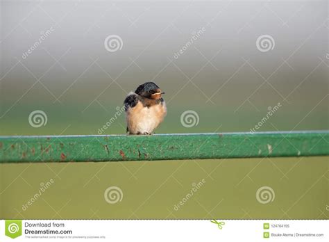 Juvenile Barn Swallow Hirundo Rustica Perched On Barbed Wire Waiting To