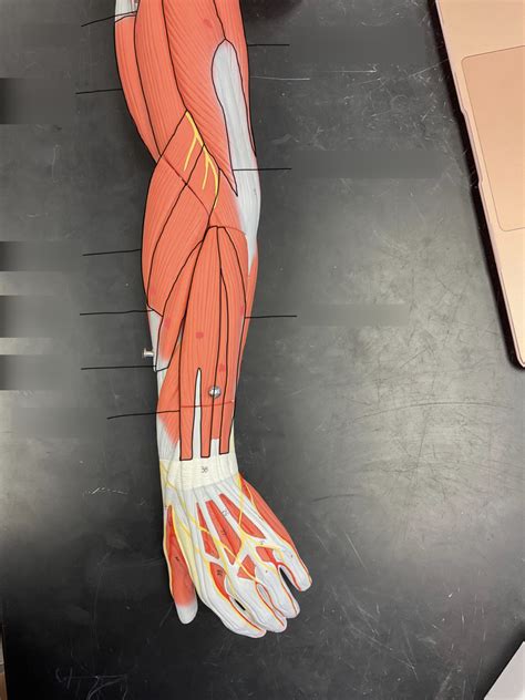 Hap Arm Muscle Lab Practical 2 Diagram Quizlet