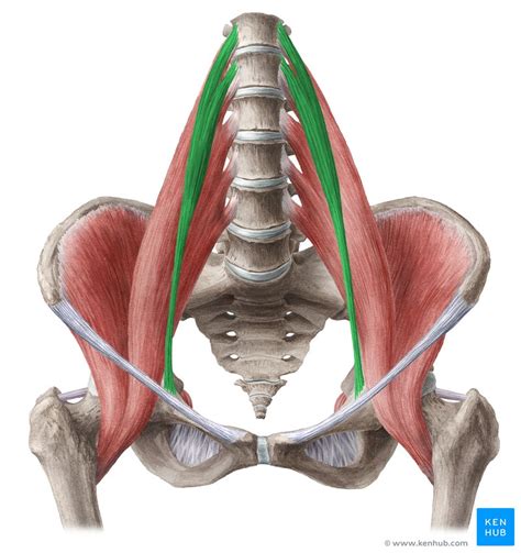 Psoas Minor Muscle Anatomy Innervation And Function Kenhub