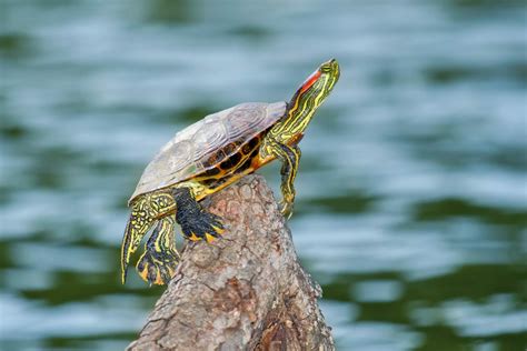 Red Eared Slider Turtles Lifespan Factors Life Cycle And Improving