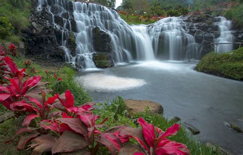 Wallpaper Forest Landscape Flowers River Rocks Waterfall Summer
