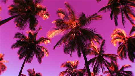 Hd Colorful Palm Trees Palm Stock Footage Video 100 Royalty Free 60343 Shutterstock