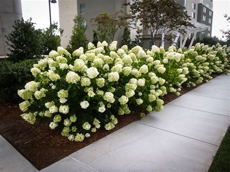 White Wedding® Panicle Hydrangeas For Sale The Tree Center™