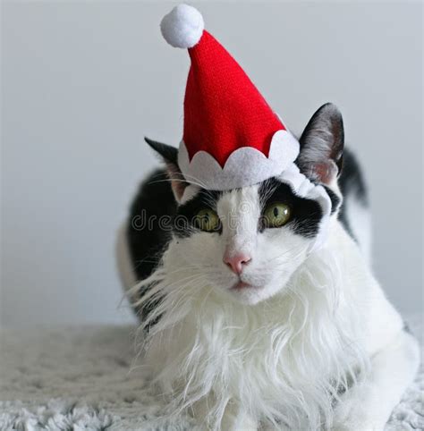 Christmas Cat In Santa Hat Stock Image Image Of Holiday 35998693