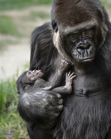 Baby Gorilla Born At Los Angeles Zoo Is A Girl Ap News