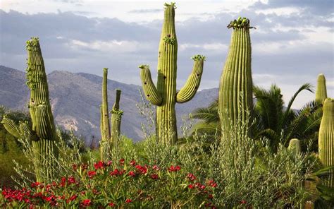 4k Cacti Wallpapers High Quality Download Free