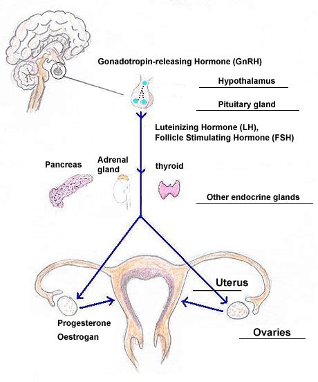 Pituitary Adrenal Glands Mazpa