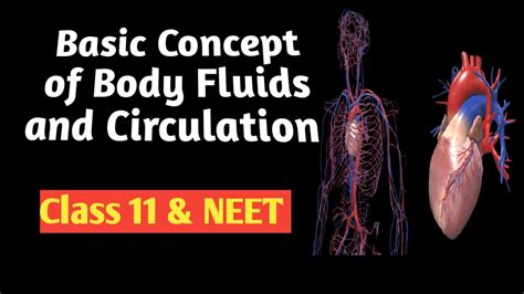 Body Fluids And Circulation Class 11 Circulatory System For Neet