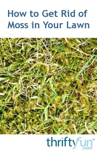 I don't know how it got there as my immediate neighbors have bluegrass/fescue. How to Get Rid of Moss in Your Lawn | Growing grass, Lawn, Growing moss