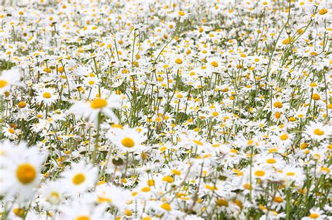 Hd Wallpaper White And Yellow Daisy Flowers Daisies Field Many