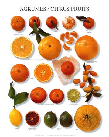 Citrus Fruits Pictures Part 1
