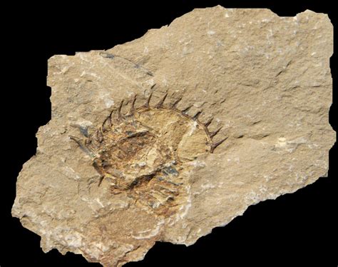 Trilobite Fossil Fragment From Burgess Shale Courtesy Lad Allen And