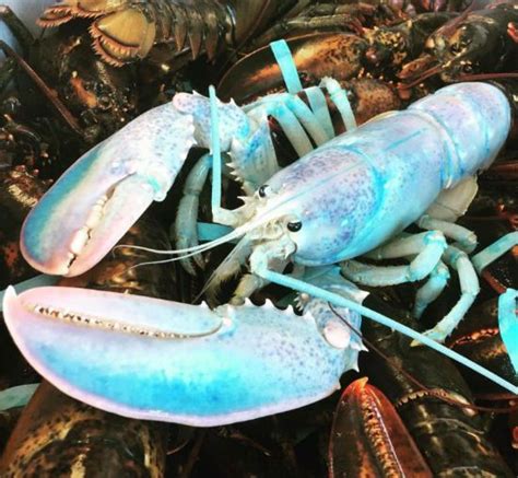 This Cotton Candy Lobster Is 1 In 100 Million