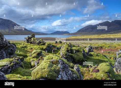 Moss Covered Lava Field In The Highlands Of Iceland Stock Photo Alamy