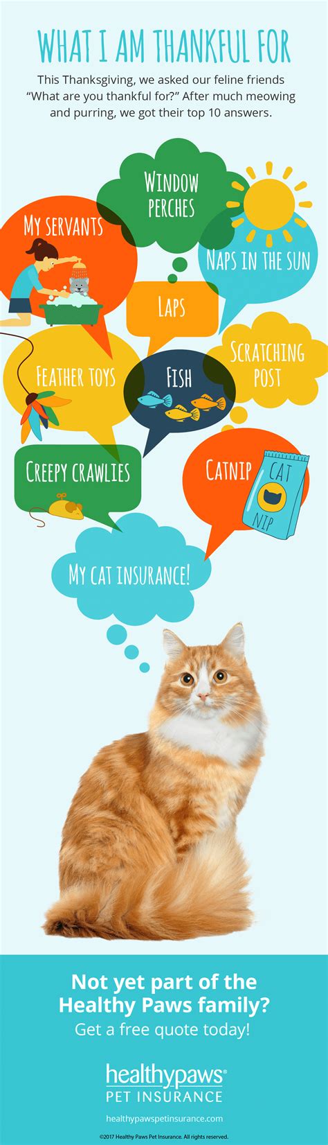 Pet insurance for cats and kittens can protect your budget from unexpected veterinary bills. What is your cat thankful for this holiday season? | Pet insurance for dogs, Cat safe plants ...