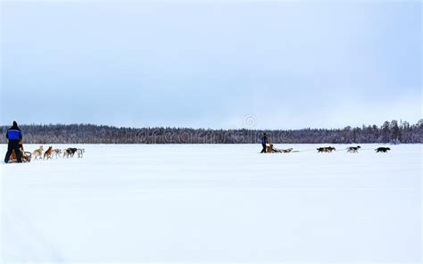 Husky Dogs Sledge At Frozen Winter Lake In Lapland Finland Reflex Stock