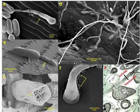 Key Morphological Features Of Entomopathogenic Fungi Interacting With