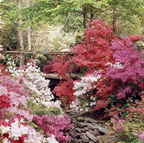 The important thing is to choose the ones that you. The 10 Most Beautiful Shrubs to Plant in Your Yard ...