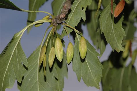 Fraxinus Excelsior Oleaceae Image 8805 At