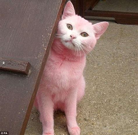 リアルピンクパンサーかピンク色の猫が発見される ガールズちゃんねる Girls Channel