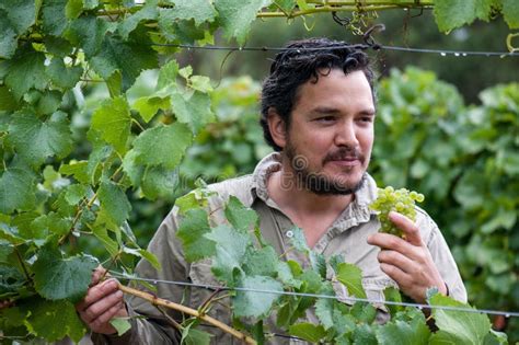Viticulturist N His Chardonnay Grapes In South Australia Stock Photo