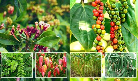 Kerala Spice Plantation Tour Know About Spice Plantations In Kerala